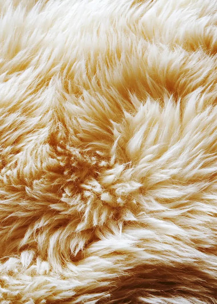 Sheepskin - close-up texture